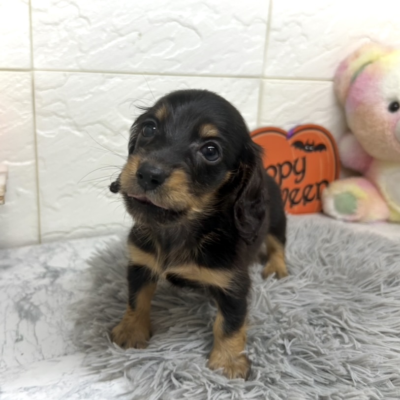 兵庫県のミニチュアダックスフンド(ロング) (犬の家＆猫の里ゆめタウン姫路店/2025年7月6日生まれ/女の子/ブラックタン)の子犬の4枚目の画像