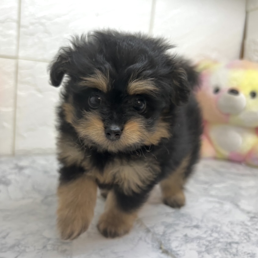 兵庫県のポメプー(ポメラニアン×プードル) (犬の家＆猫の里ゆめタウン姫路店/2025年7月6日生まれ/女の子/ブラックタン)の子犬の4枚目の画像