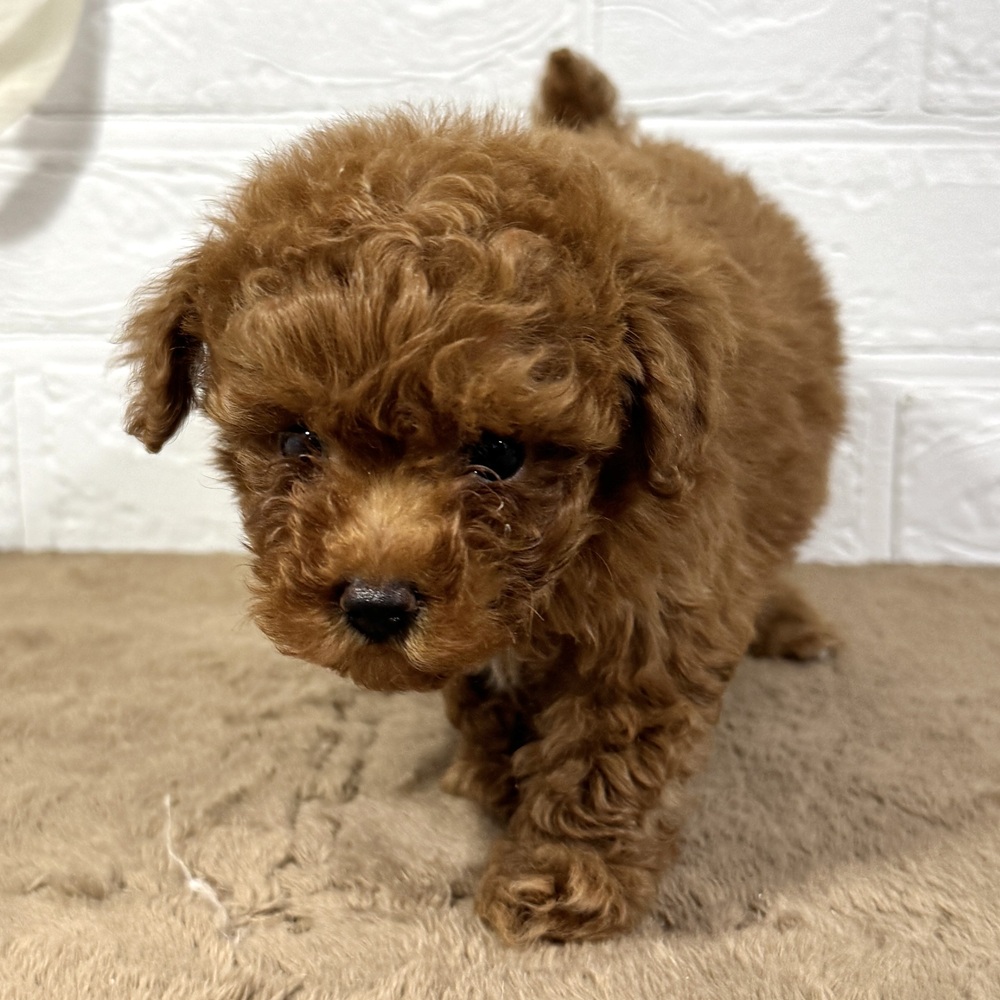 兵庫県のトイプードル(タイニー) (犬の家＆猫の里ニッケパークタウン加古川店/2025年10月24日生まれ/女の子/レッドフォーン)の子犬の4枚目の画像