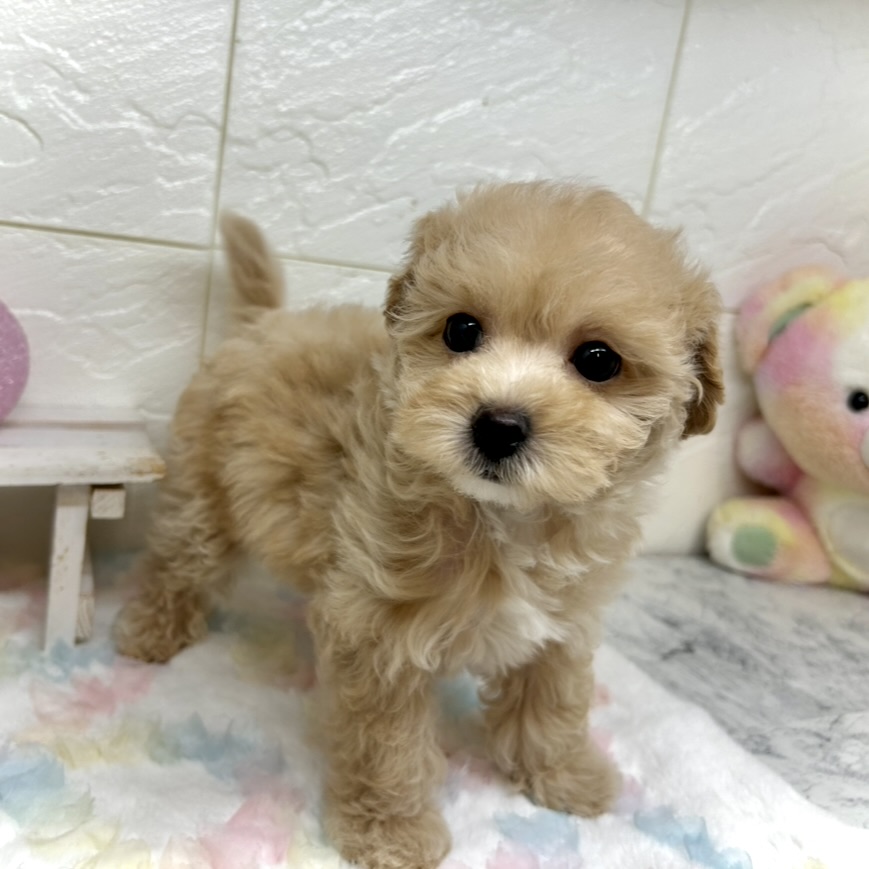 兵庫県のマルプー(マルチーズ×プードル) (犬の家＆猫の里ゆめタウン姫路店/2025年9月9日生まれ/男の子/クリーム)の子犬の4枚目の画像