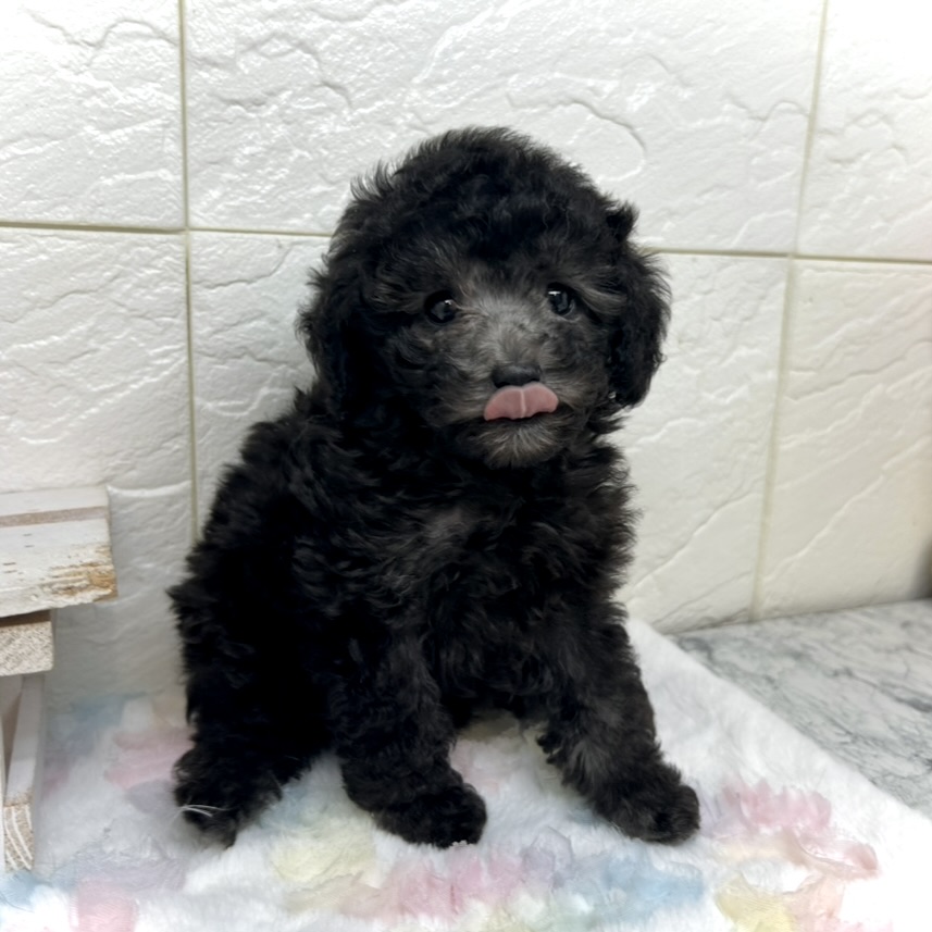 兵庫県のトイプードル(トイ) (犬の家＆猫の里ゆめタウン姫路店/2025年9月9日生まれ/女の子/グレー)の子犬の4枚目の画像
