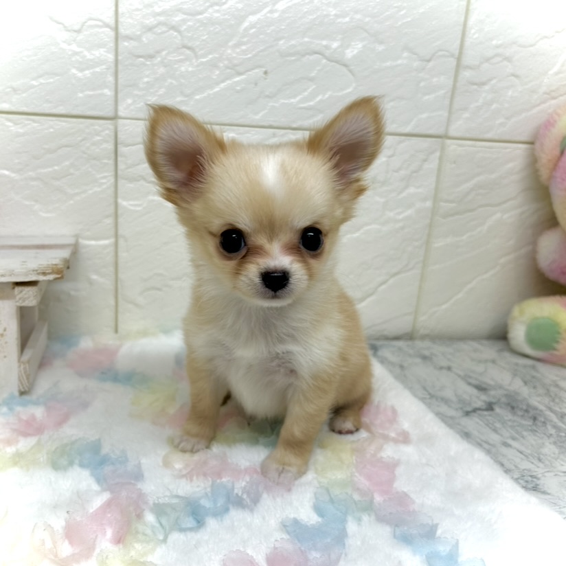 兵庫県のチワワ(ロング) (犬の家＆猫の里ゆめタウン姫路店/2025年9月11日生まれ/女の子/クリームホワイト)の子犬の4枚目の画像