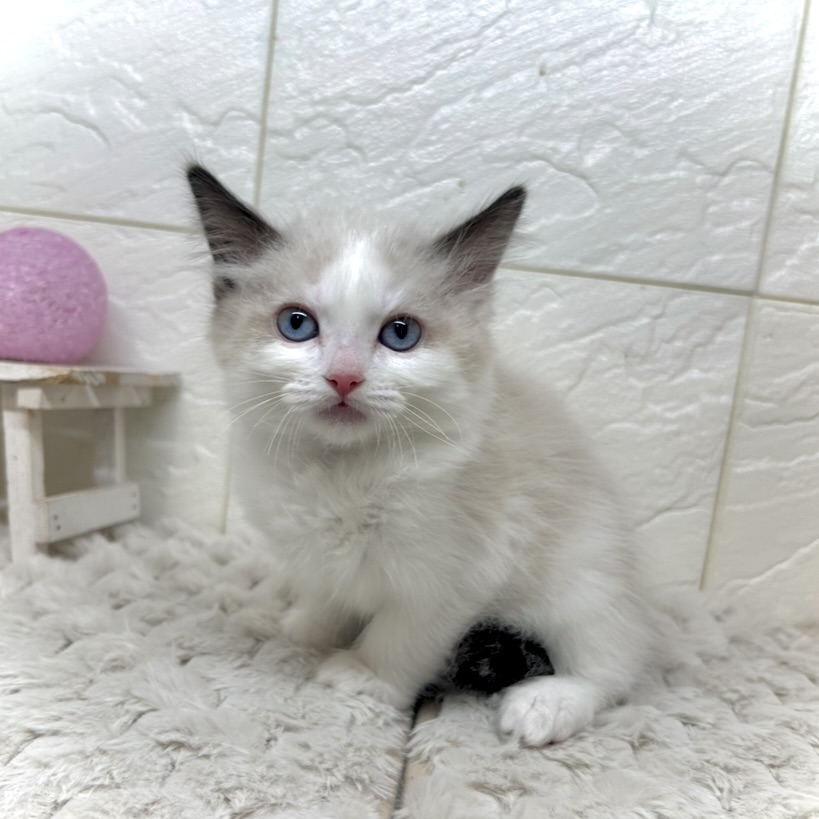 兵庫県のラグドール (犬の家＆猫の里ゆめタウン姫路店/2025年11月10日生まれ/男の子/シールポイントバイカラー)の子猫の4枚目の画像