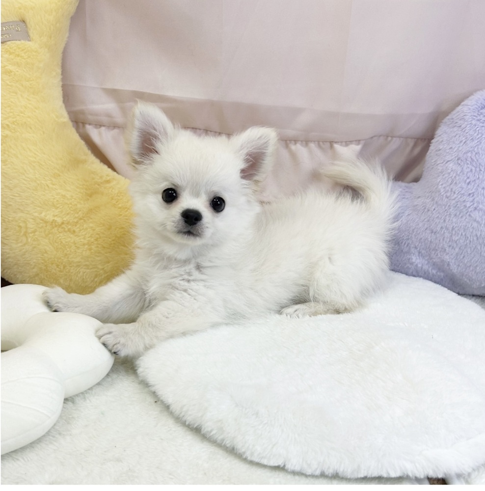 静岡県のチワワ(ロング) (犬の家＆猫の里マークイズ静岡店/2026年3月30日生まれ/男の子/クリーム)の子犬の4枚目の画像