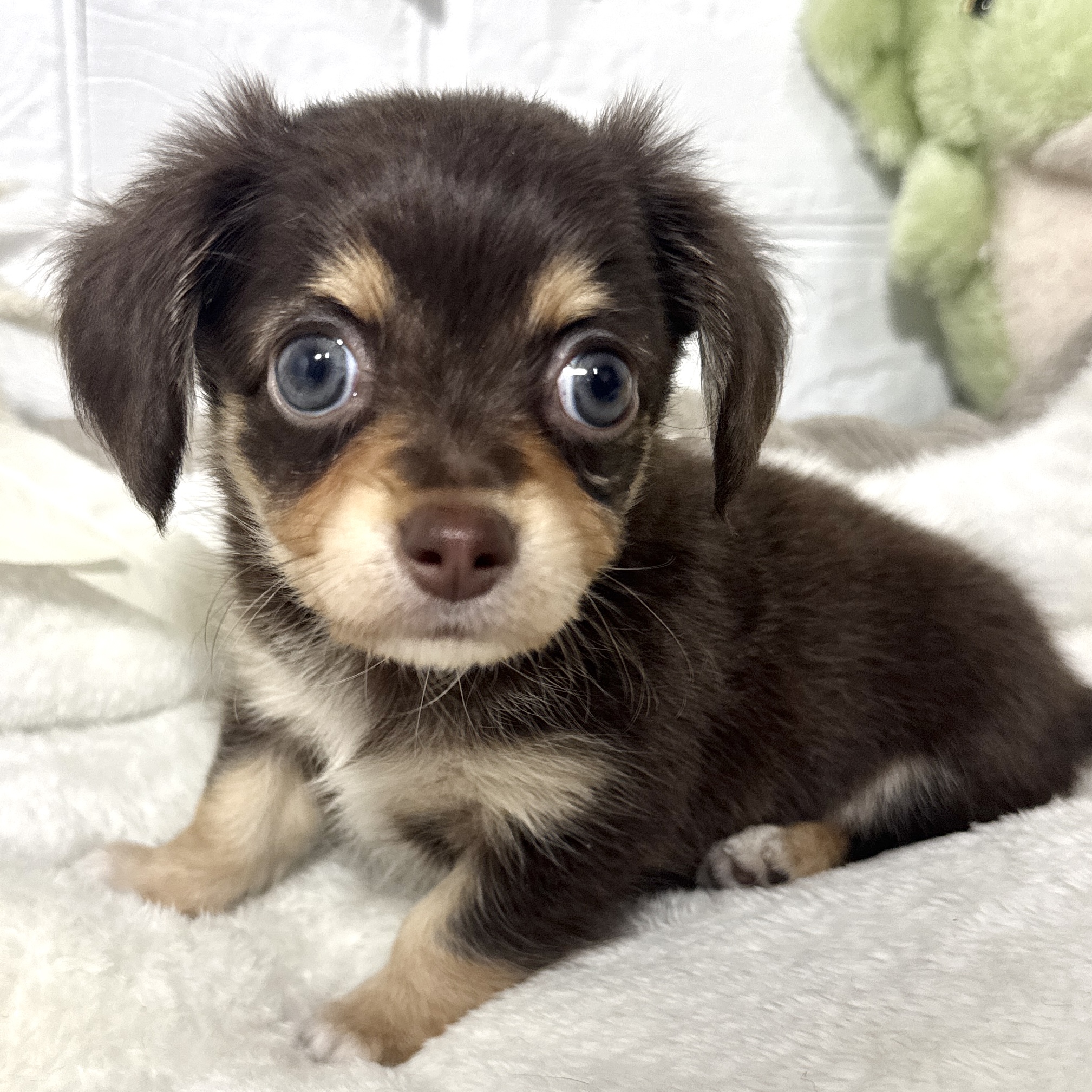 兵庫県のチワックス(チワワ×ダックス) (犬の家＆猫の里ニッケパークタウン加古川店/2026年6月9日生まれ/女の子/チョコレートイエロー)の子犬の4枚目の画像
