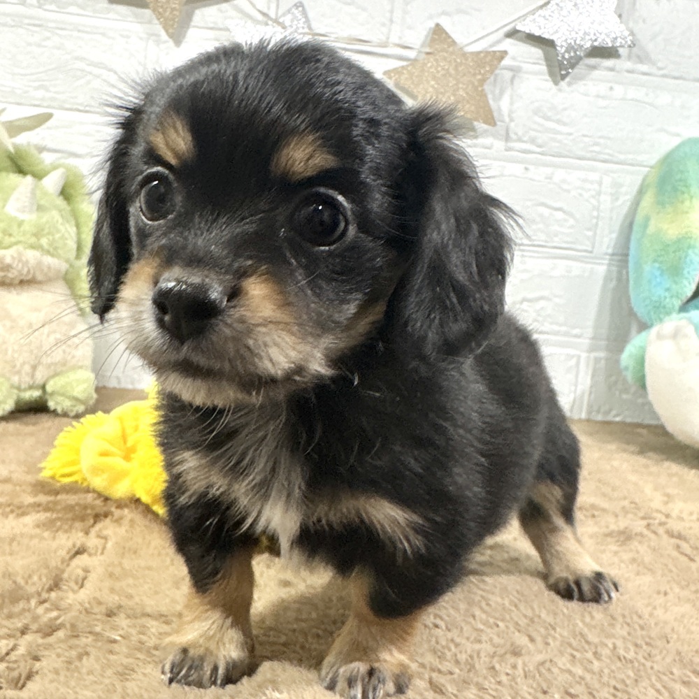 兵庫県のチワックス(チワワ×ダックス) (犬の家＆猫の里ニッケパークタウン加古川店/2025年11月1日生まれ/女の子/ブラックタンホワイト)の子犬の4枚目の画像