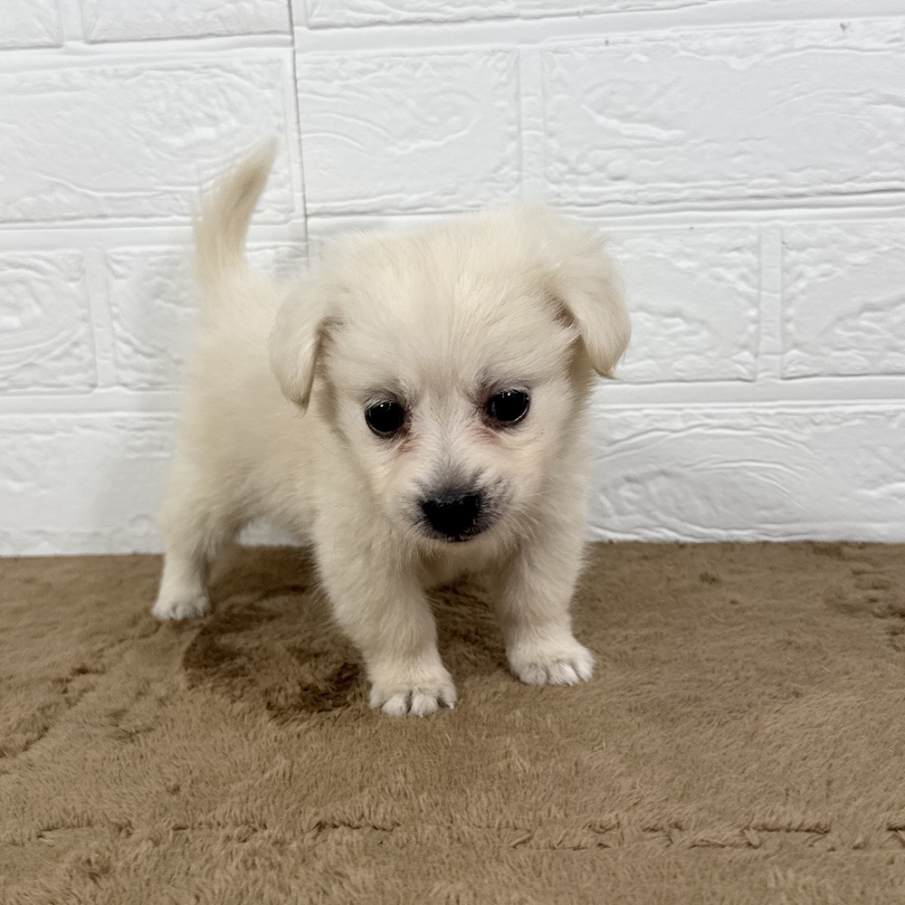 兵庫県のポメックス(ポメラニアン×ダックス) (犬の家＆猫の里ニッケパークタウン加古川店/2025年5月17日生まれ/男の子/クリーム)の子犬の4枚目の画像
