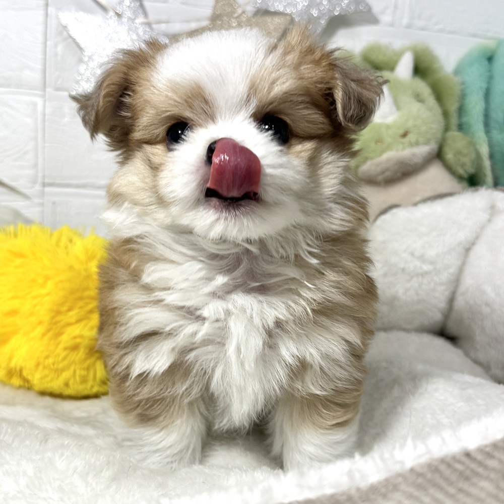 兵庫県のチワマル/マルチワ(チワワ×マルチーズ) (犬の家＆猫の里ニッケパークタウン加古川店/2026年6月9日生まれ/男の子/レッドホワイト)の子犬の4枚目の画像