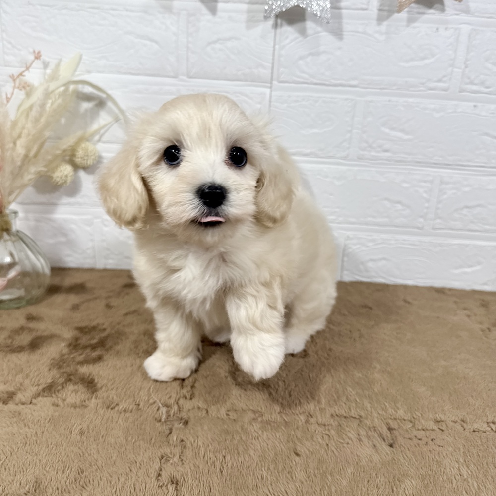兵庫県のマルックス(マルチーズ×ダックス) (犬の家＆猫の里ニッケパークタウン加古川店/2025年5月17日生まれ/女の子/イエロー)の子犬の4枚目の画像