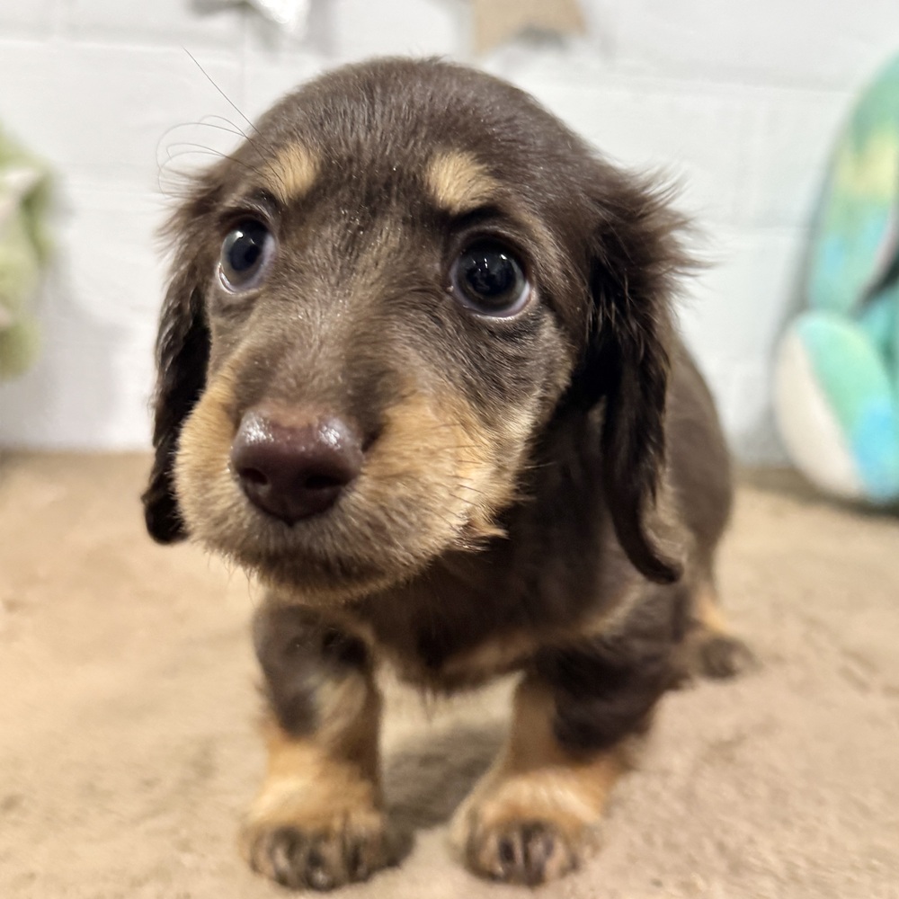 兵庫県のミニチュアダックスフンド(ロング) (犬の家＆猫の里ニッケパークタウン加古川店/2025年11月10日生まれ/女の子/ブラウンタン)の子犬の4枚目の画像