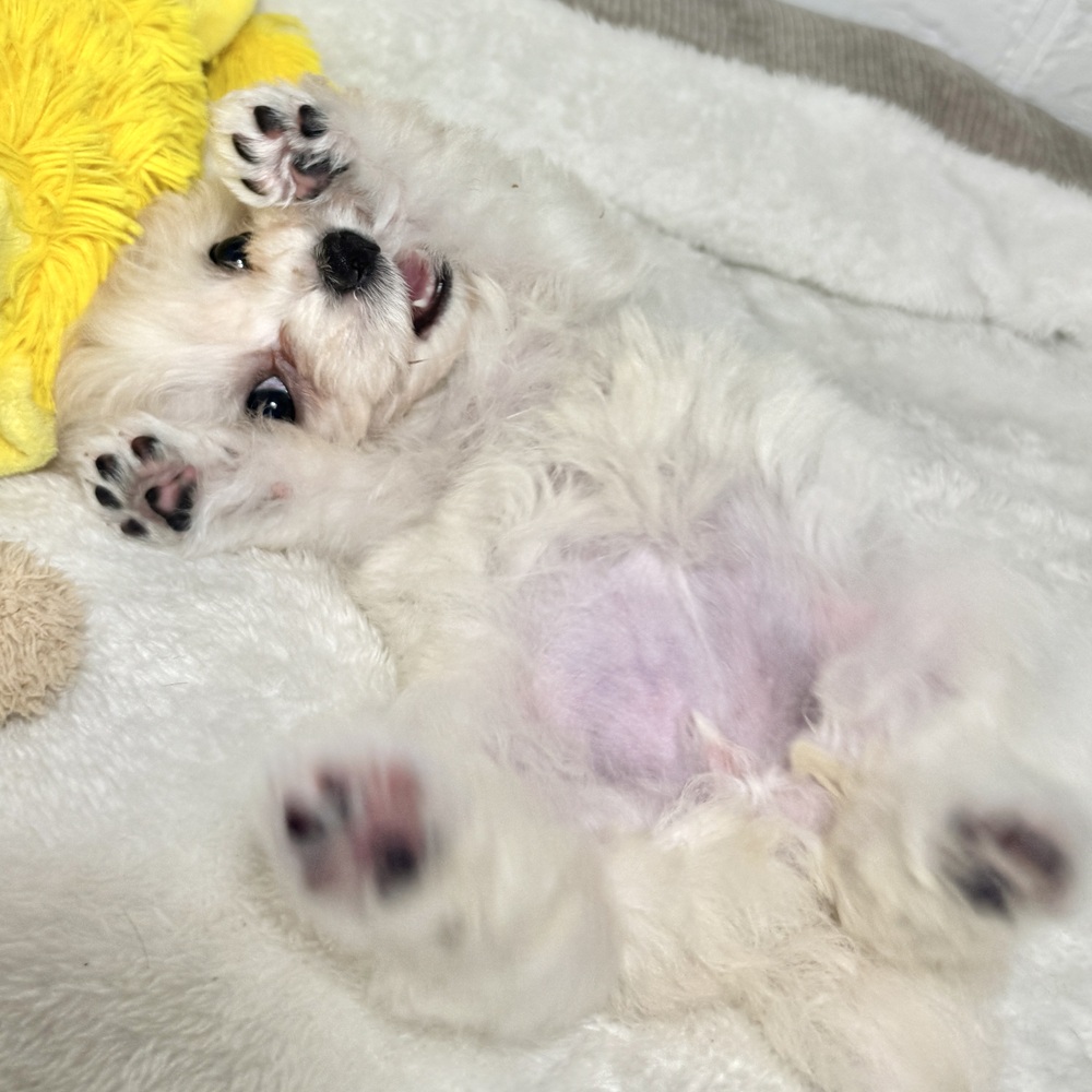 兵庫県のビションフリーゼ (犬の家＆猫の里ニッケパークタウン加古川店/2026年6月7日生まれ/女の子/ホワイト)の子犬の4枚目の画像