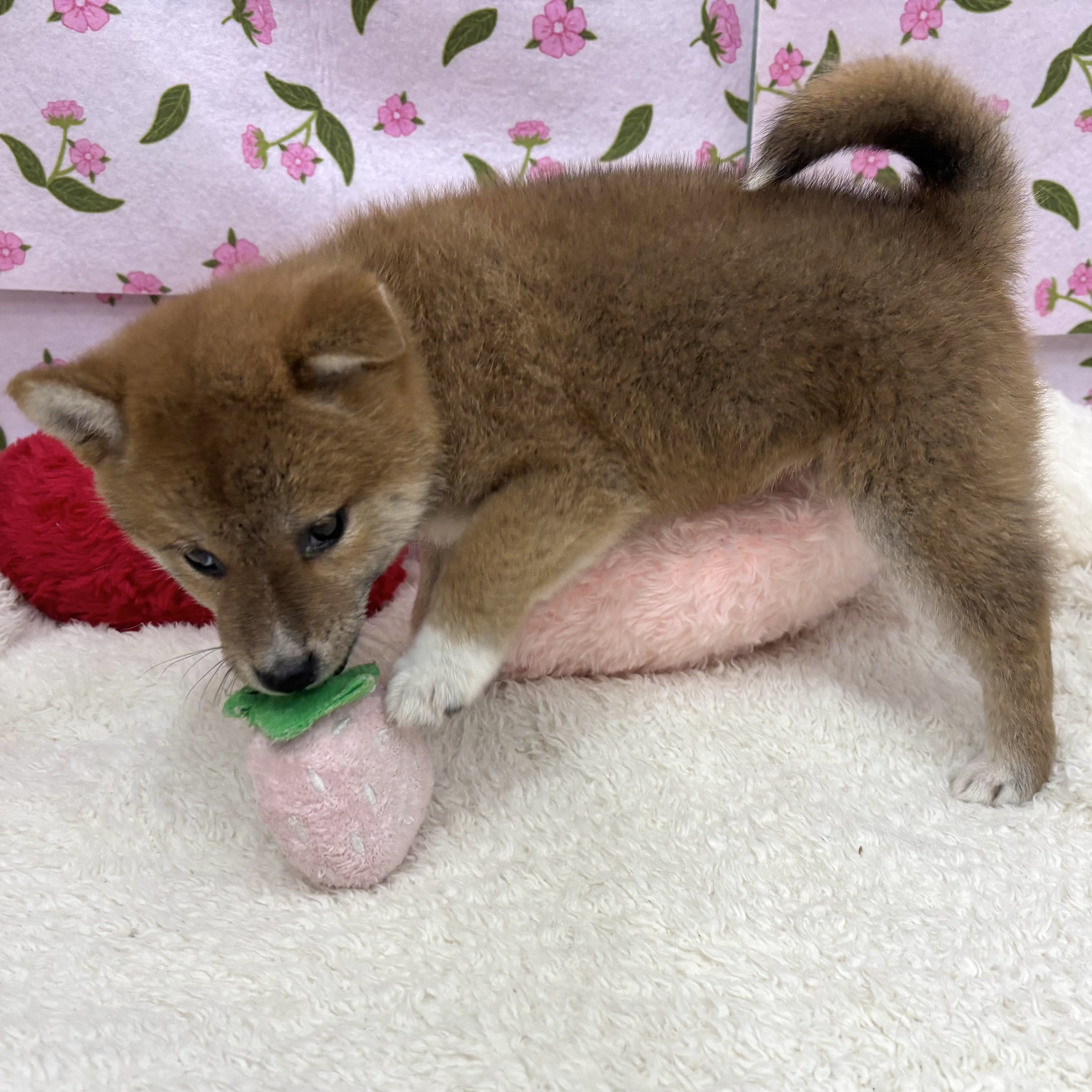 愛知県の柴犬(標準サイズ) (犬の家＆猫の里エアポートウォーク店/2026年5月29日生まれ/女の子/赤)の子犬の4枚目の画像