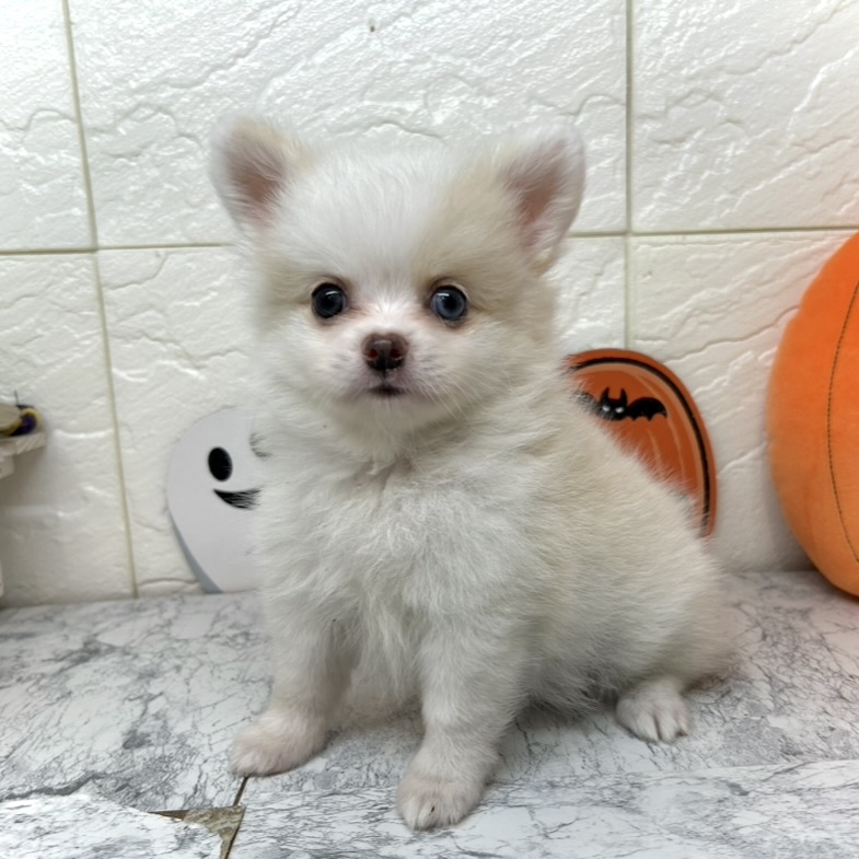 兵庫県のポメチワ/チワポメ/ポメチー(ポメラニアン×チワワ) (犬の家＆猫の里ゆめタウン姫路店/2025年7月8日生まれ/女の子/クリームホワイト)の子犬の4枚目の画像