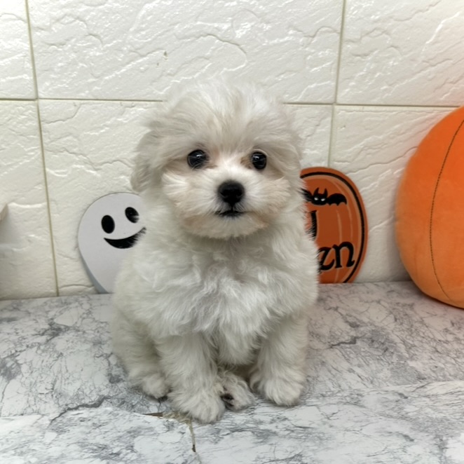 兵庫県のハーフ犬・ミックス犬 (犬の家＆猫の里ゆめタウン姫路店/2025年7月8日生まれ/女の子/クリームホワイト)の子犬の4枚目の画像