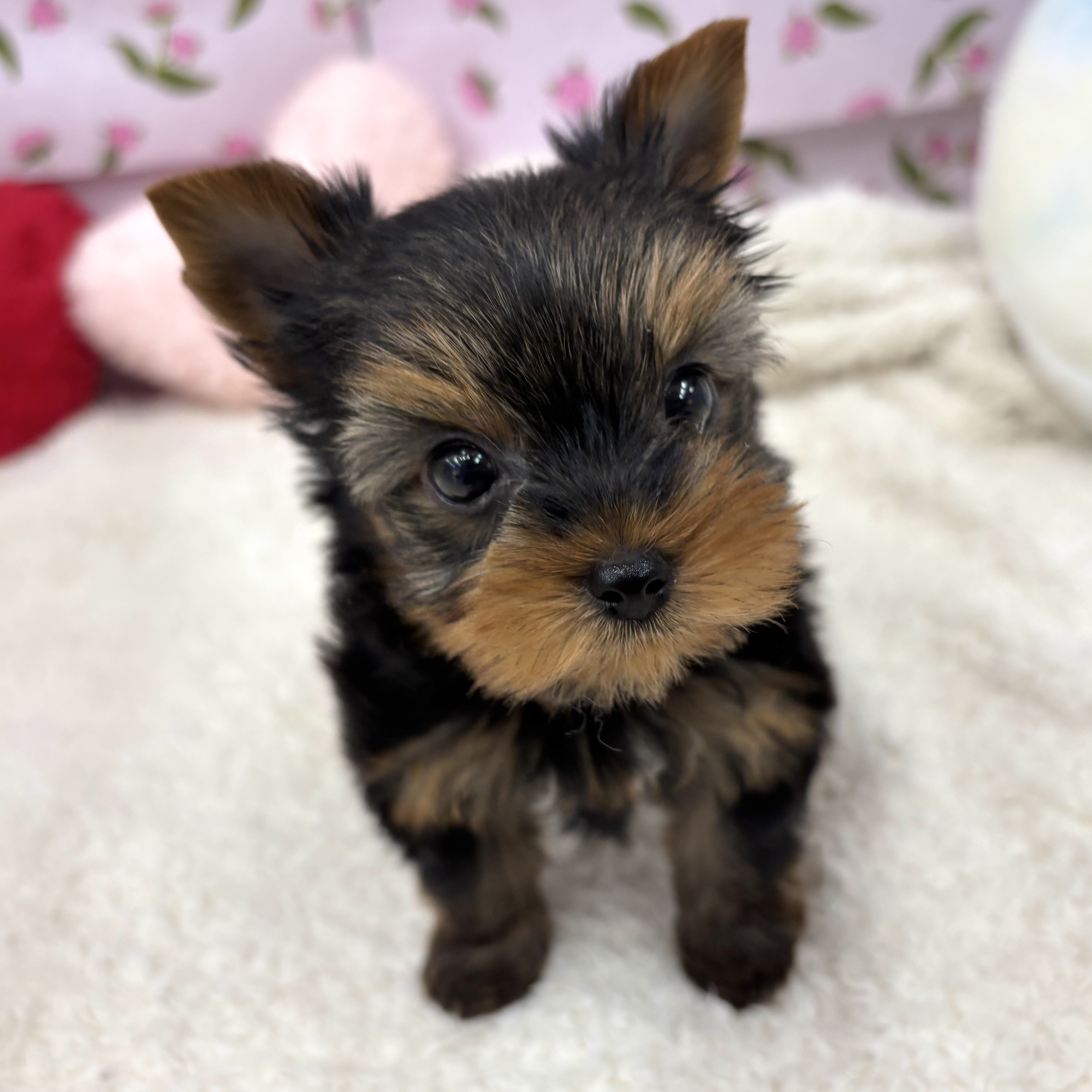 愛知県のヨークシャーテリア (犬の家＆猫の里エアポートウォーク店/2026年6月1日生まれ/男の子/スチールブルータン)の子犬の4枚目の画像