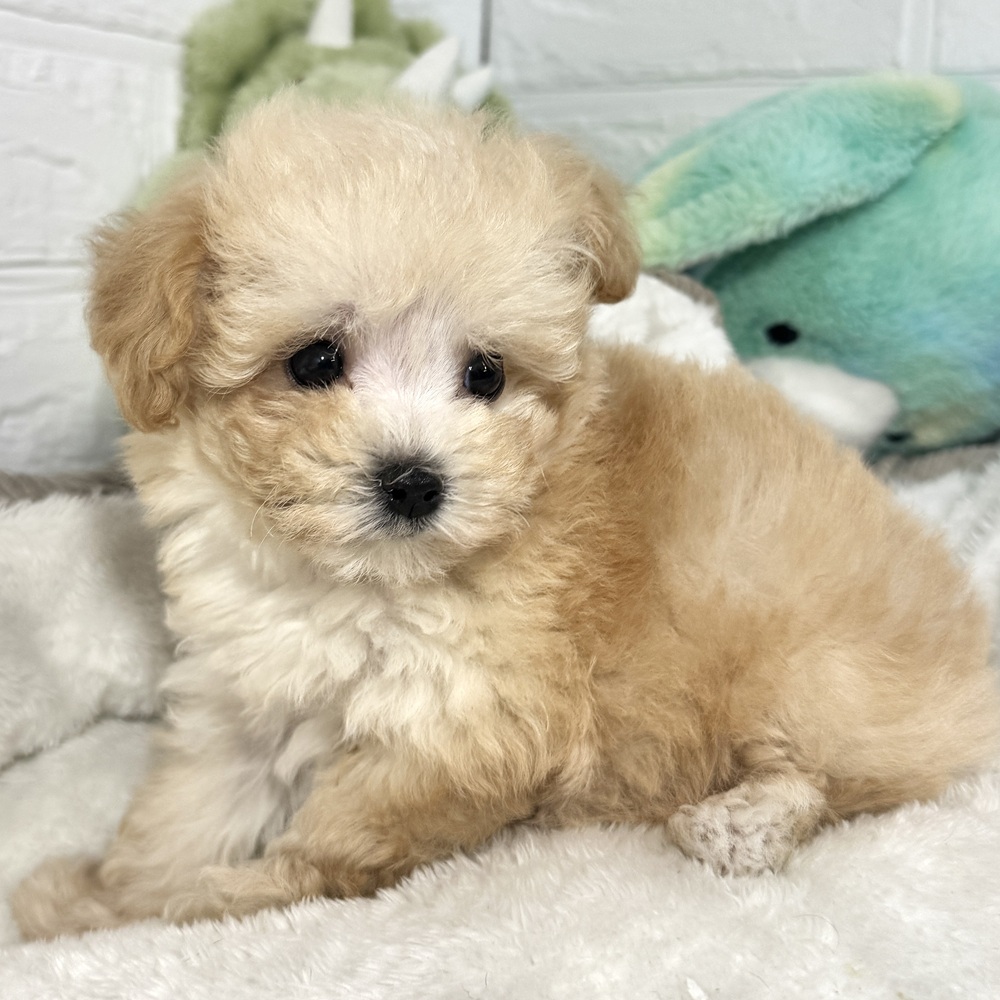 兵庫県のマルプー(マルチーズ×プードル) (犬の家＆猫の里ニッケパークタウン加古川店/2026年6月21日生まれ/女の子/クリームホワイト)の子犬の4枚目の画像