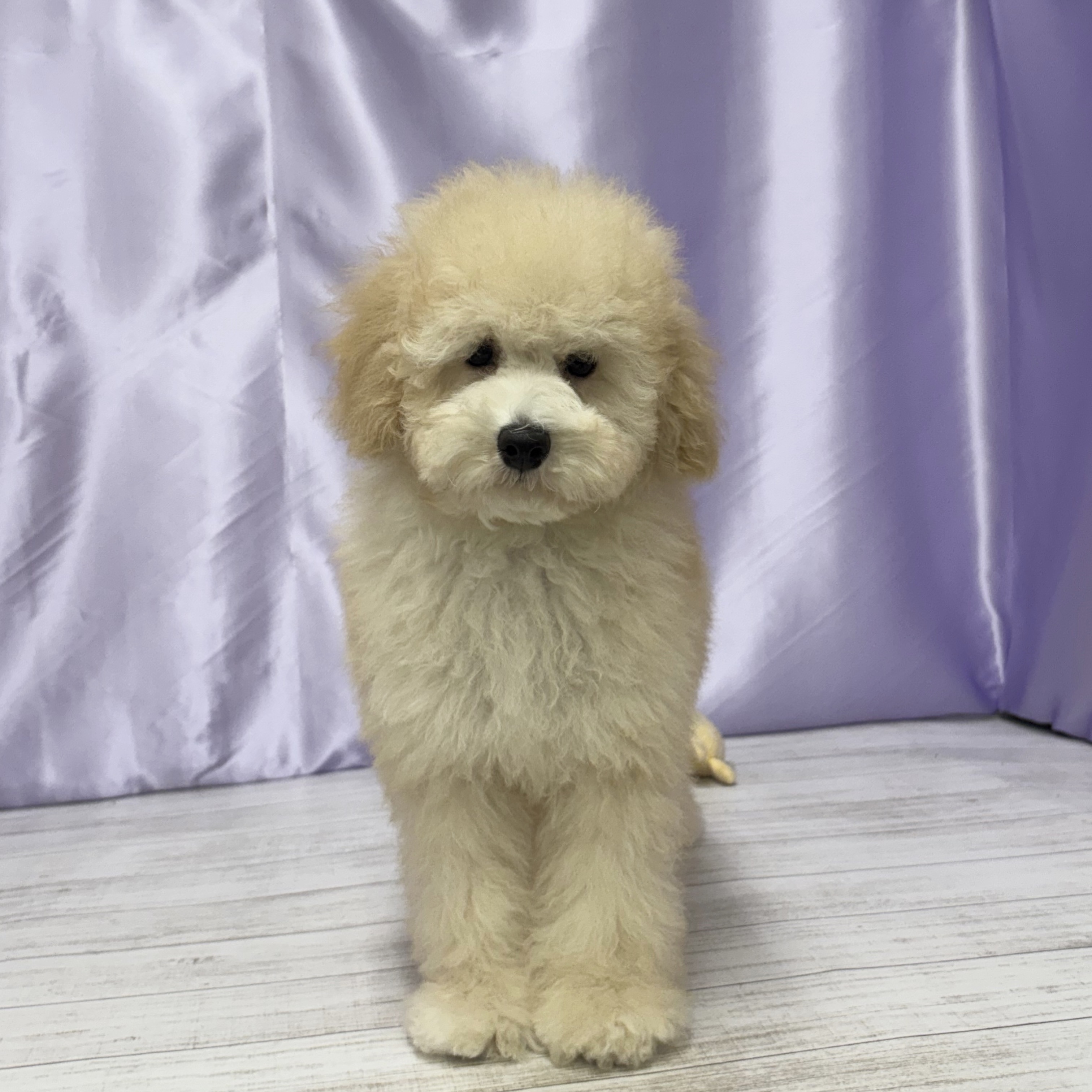 兵庫県のトイプードル(トイ) (犬の家＆猫の里尼崎店/2025年7月1日生まれ/男の子/クリーム)の子犬の1枚目の画像