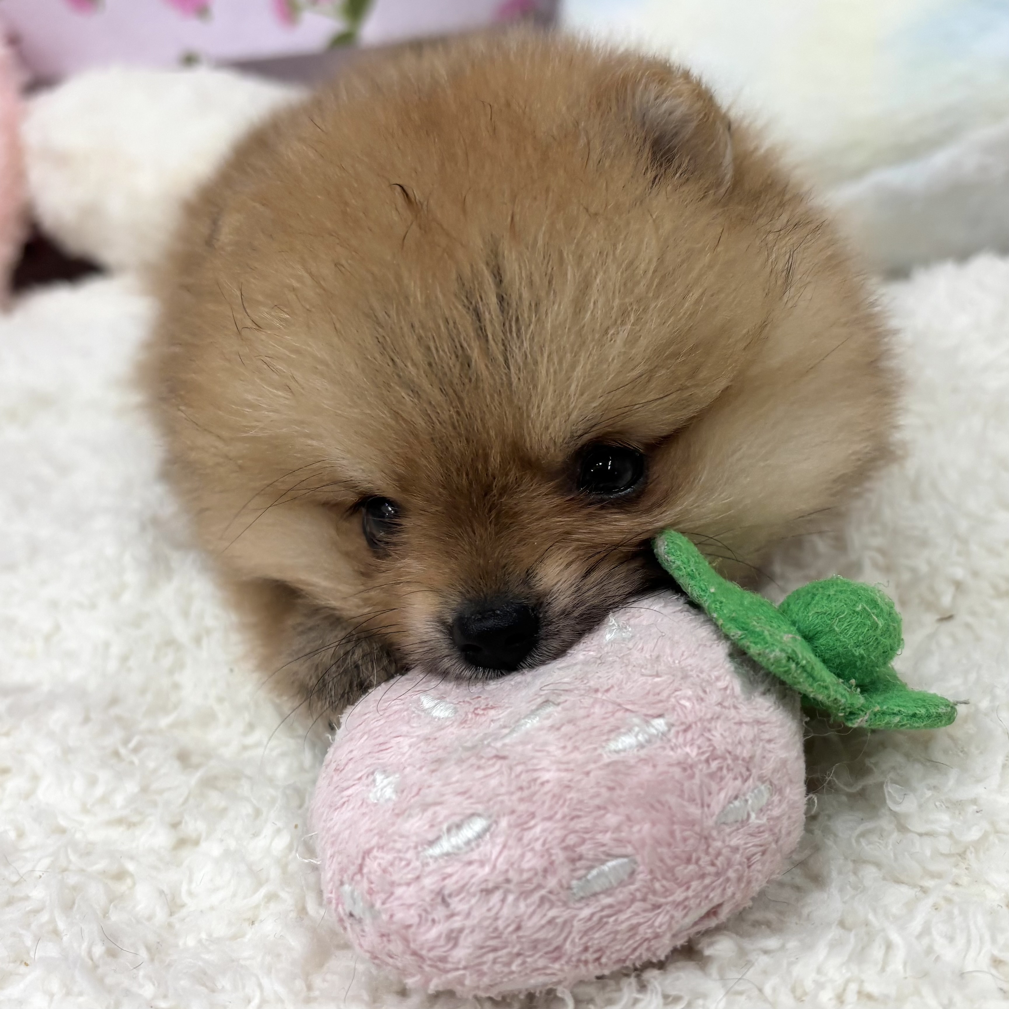 愛知県のポメラニアン (犬の家＆猫の里エアポートウォーク店/2026年6月2日生まれ/女の子/オレンジ)の子犬の4枚目の画像