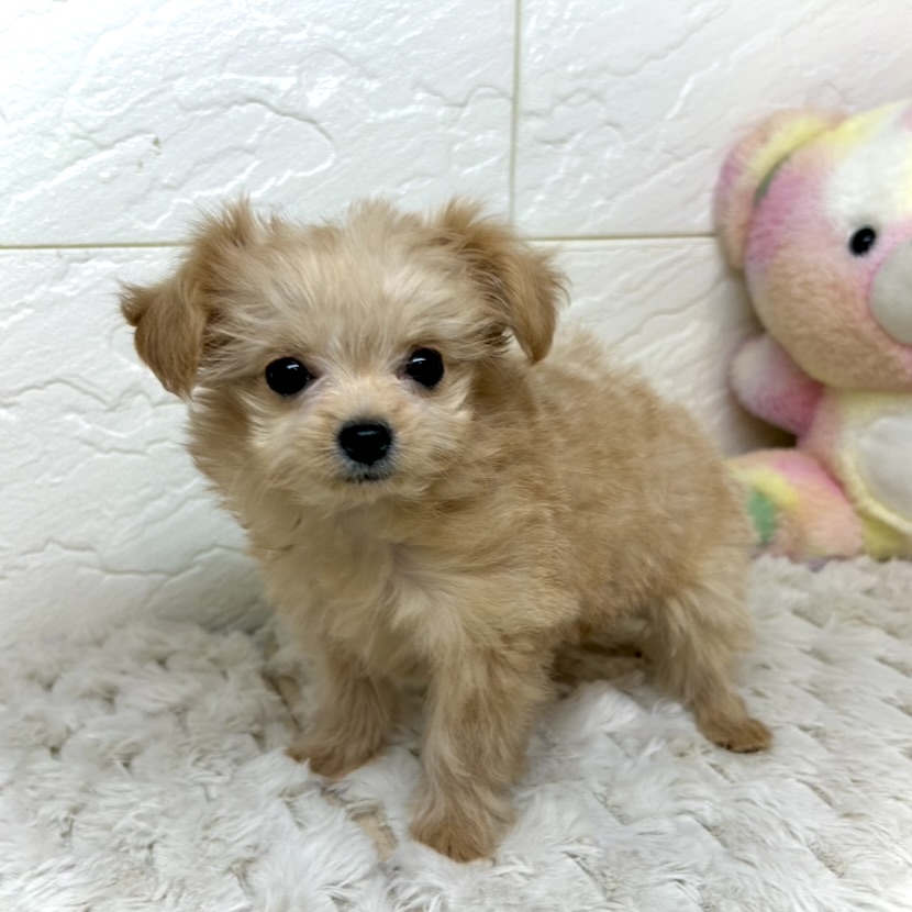 兵庫県のチワプー/プーチー(チワワ×プードル) (犬の家＆猫の里ゆめタウン姫路店/2025年11月15日生まれ/女の子/アプリコット)の子犬の4枚目の画像