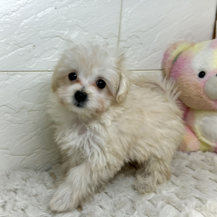 兵庫県のマルプー(マルチーズ×プードル) (犬の家＆猫の里ゆめタウン姫路店/2025年11月10日生まれ/男の子/クリーム)の子犬の4枚目の画像