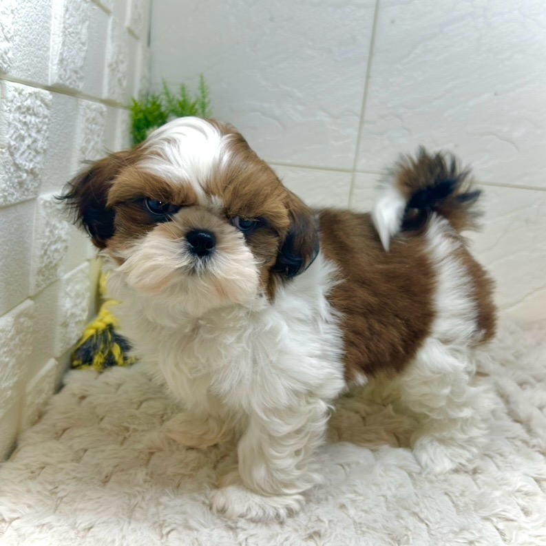 兵庫県のシーズー (犬の家＆猫の里ゆめタウン姫路店/2025年11月19日生まれ/女の子/ゴールドホワイト)の子犬の4枚目の画像