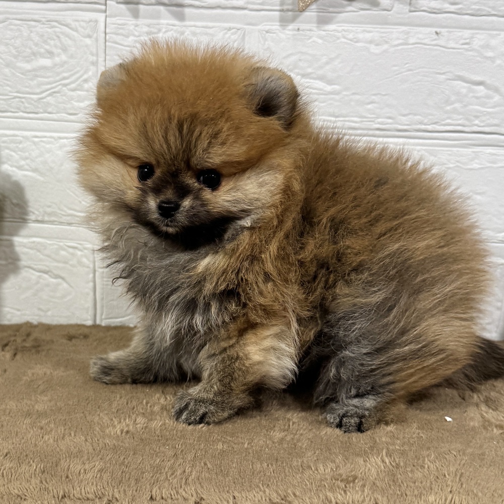 兵庫県のポメラニアン (犬の家＆猫の里ニッケパークタウン加古川店/2025年11月22日生まれ/女の子/オレンジ)の子犬の4枚目の画像