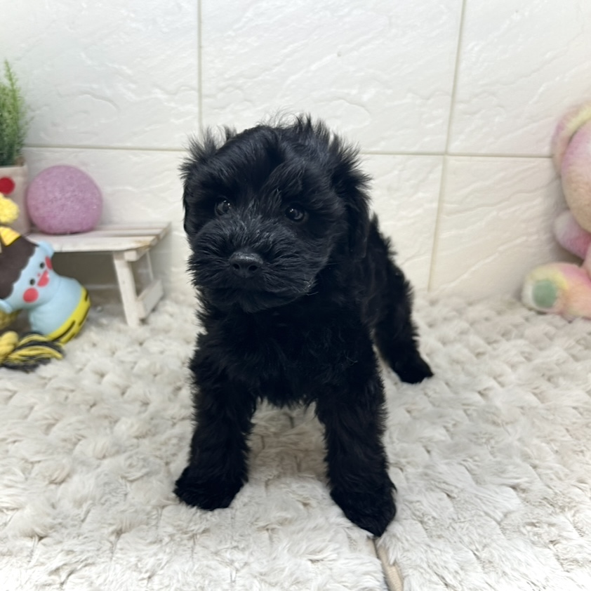 兵庫県のシュナプー(シュナウザー×プードル) (犬の家＆猫の里ゆめタウン姫路店/2025年11月23日生まれ/男の子/ブラック)の子犬の4枚目の画像