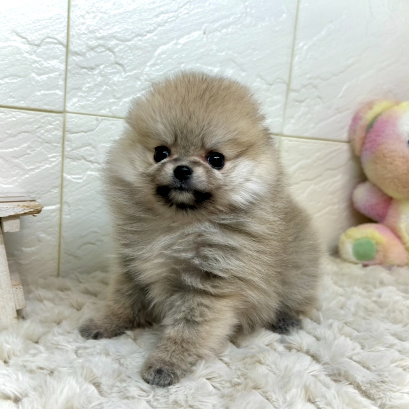 兵庫県のポメラニアン (犬の家＆猫の里ゆめタウン姫路店/2025年11月20日生まれ/女の子/クリームセーブル)の子犬の4枚目の画像