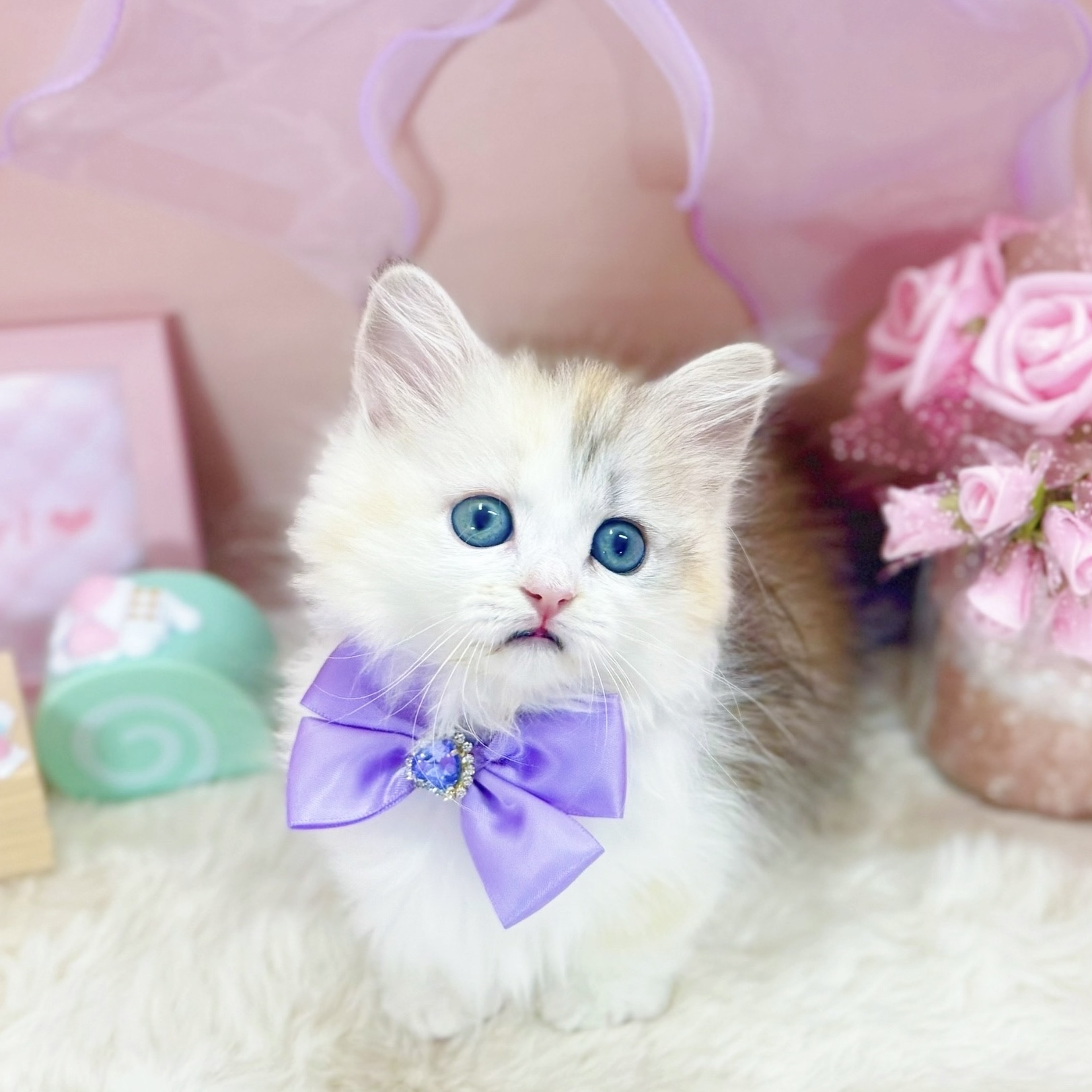 福井県のミヌエット (犬の家＆猫の里アミーゴ福井大和田店/2025年10月23日生まれ/女の子/シェーデッドシルバートーティシェル＆ホワイト)の子猫の4枚目の画像