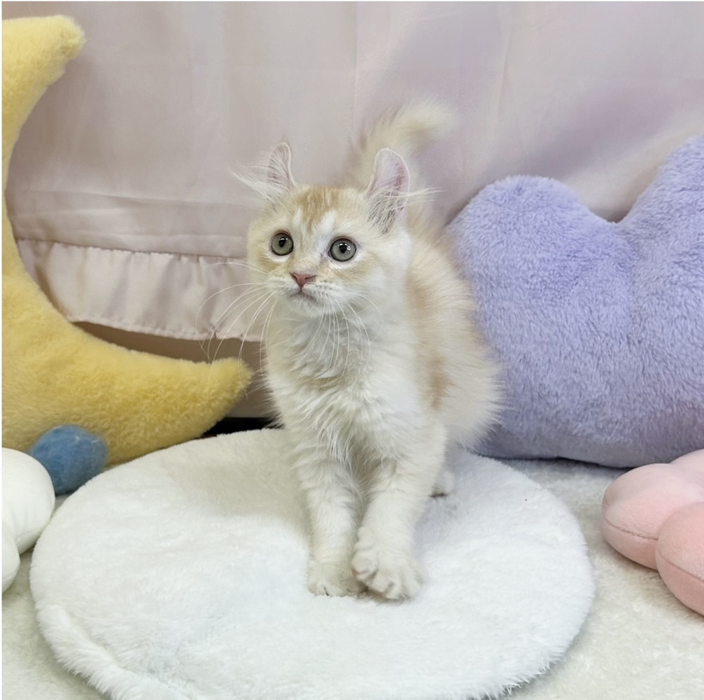 静岡県のアメリカンカール (犬の家＆猫の里マークイズ静岡店/2026年3月21日生まれ/男の子/クリーム)の子猫の4枚目の画像