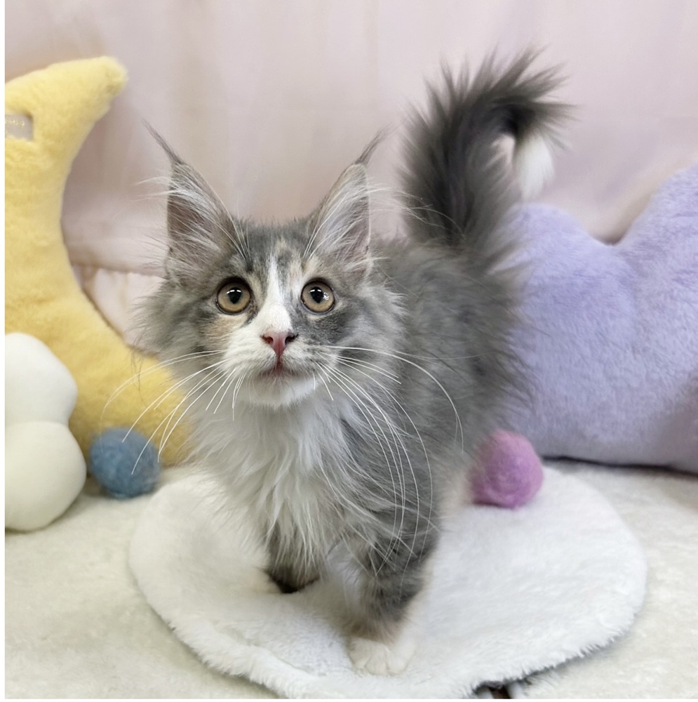 静岡県のサイベリアン (犬の家＆猫の里マークイズ静岡店/2026年3月3日生まれ/女の子/ブルーパッチドタビーホワイト)の子猫の4枚目の画像