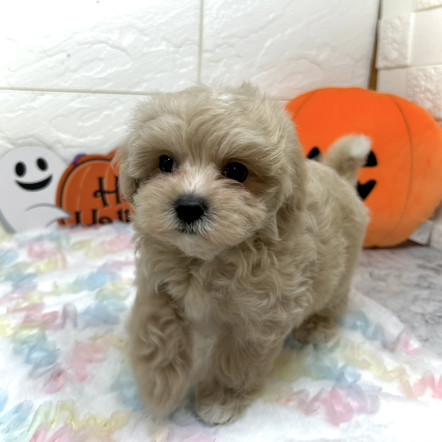 兵庫県のマルプー(マルチーズ×プードル) (犬の家＆猫の里ゆめタウン姫路店/2025年7月13日生まれ/女の子/クリーム)の子犬の4枚目の画像