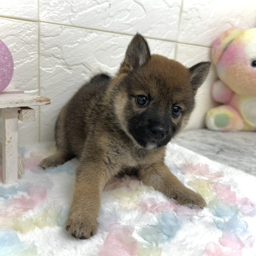 兵庫県の豆柴 (犬の家＆猫の里ゆめタウン姫路店/2025年9月18日生まれ/女の子/赤)の子犬の4枚目の画像