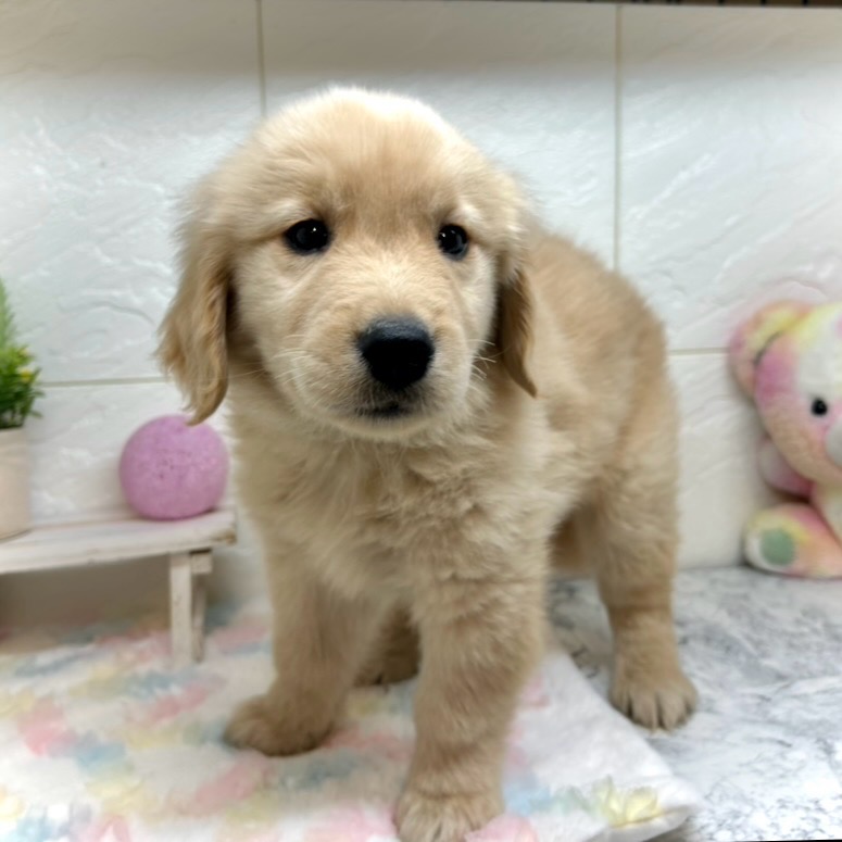 兵庫県のゴールデンレトリバー (犬の家＆猫の里ゆめタウン姫路店/2025年9月16日生まれ/男の子/ゴールデン)の子犬の4枚目の画像