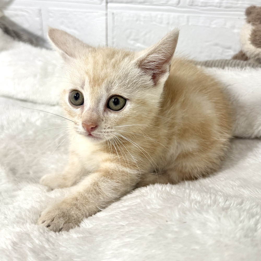 兵庫県のマンチカン (犬の家＆猫の里ニッケパークタウン加古川店/2026年7月3日生まれ/女の子/クリームタビー)の子猫の4枚目の画像