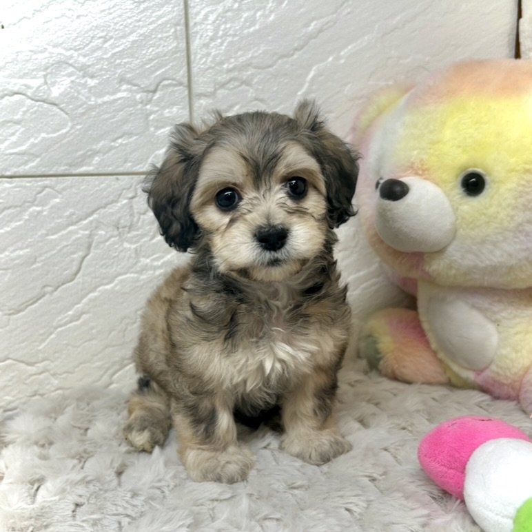 ハーフ犬女の子の写真