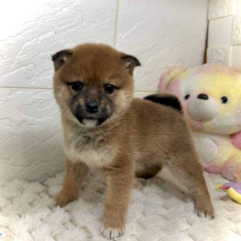 柴犬女の子の写真