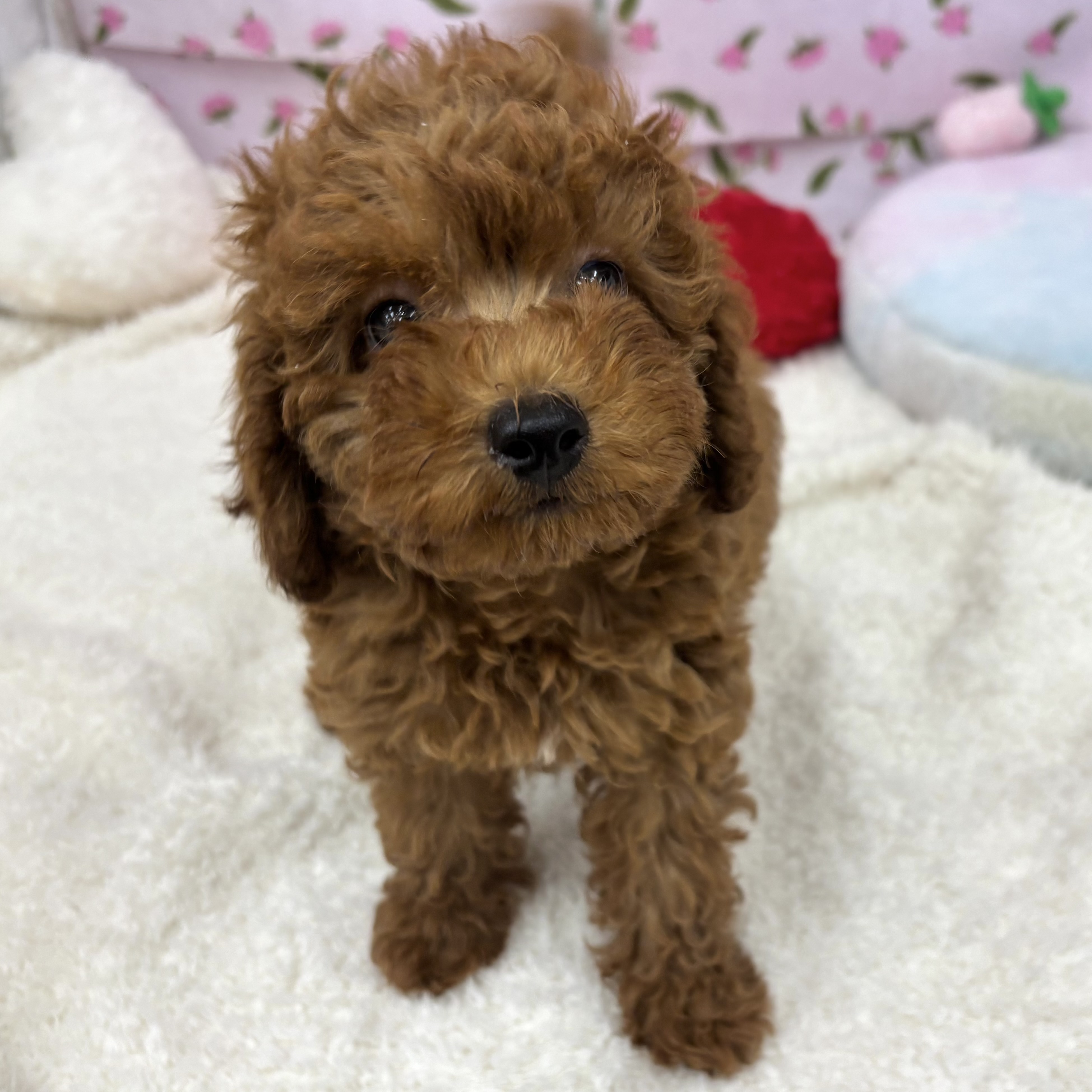 愛知県のトイプードル(トイ) (犬の家＆猫の里エアポートウォーク店/2026年5月25日生まれ/男の子/レッド)の子犬の4枚目の画像