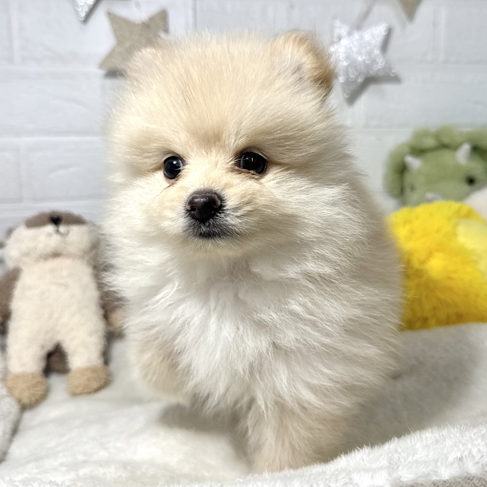 兵庫県のポメラニアン (犬の家＆猫の里ニッケパークタウン加古川店/2026年7月12日生まれ/男の子/クリーム)の子犬の4枚目の画像