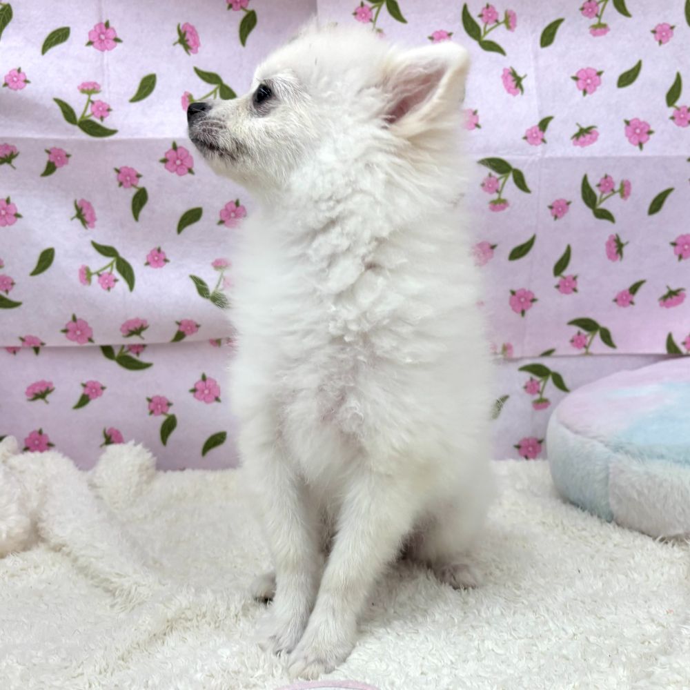 愛知県のポメラニアン (犬の家＆猫の里エアポートウォーク店/2026年4月6日生まれ/男の子/クリーム)の子犬の4枚目の画像