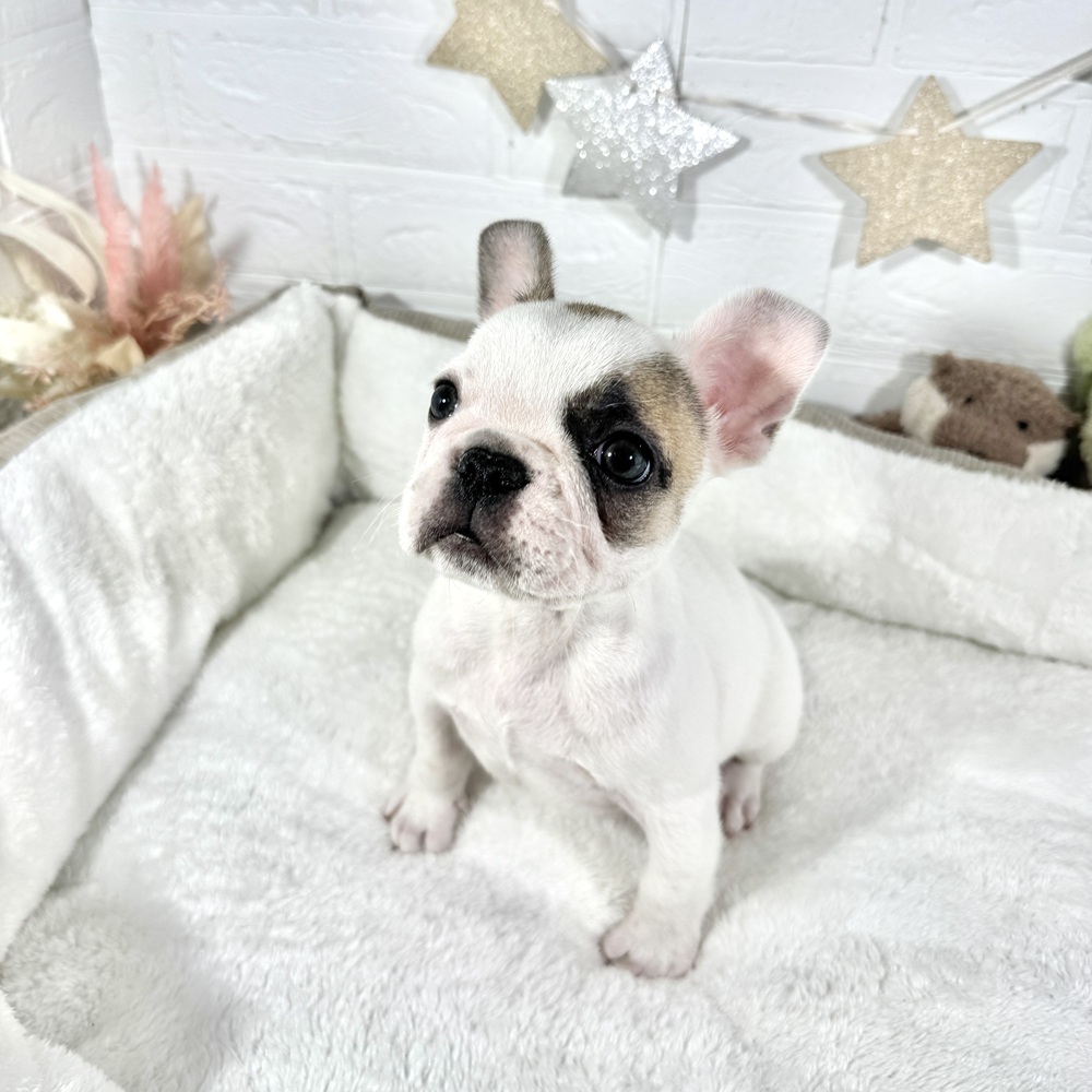 兵庫県のフレンチブルドッグ (犬の家＆猫の里ニッケパークタウン加古川店/2025年12月9日生まれ/男の子/フォーンホワイト)の子犬の1枚目の画像