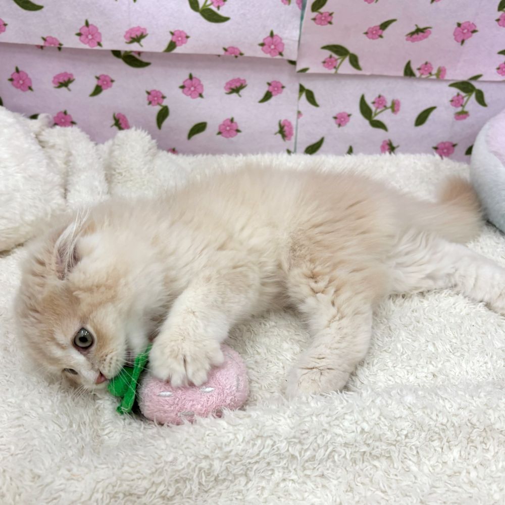 愛知県のスコティッシュフォールド (犬の家＆猫の里エアポートウォーク店/2026年6月4日生まれ/男の子/クリームタビーホワイト)の子猫の4枚目の画像