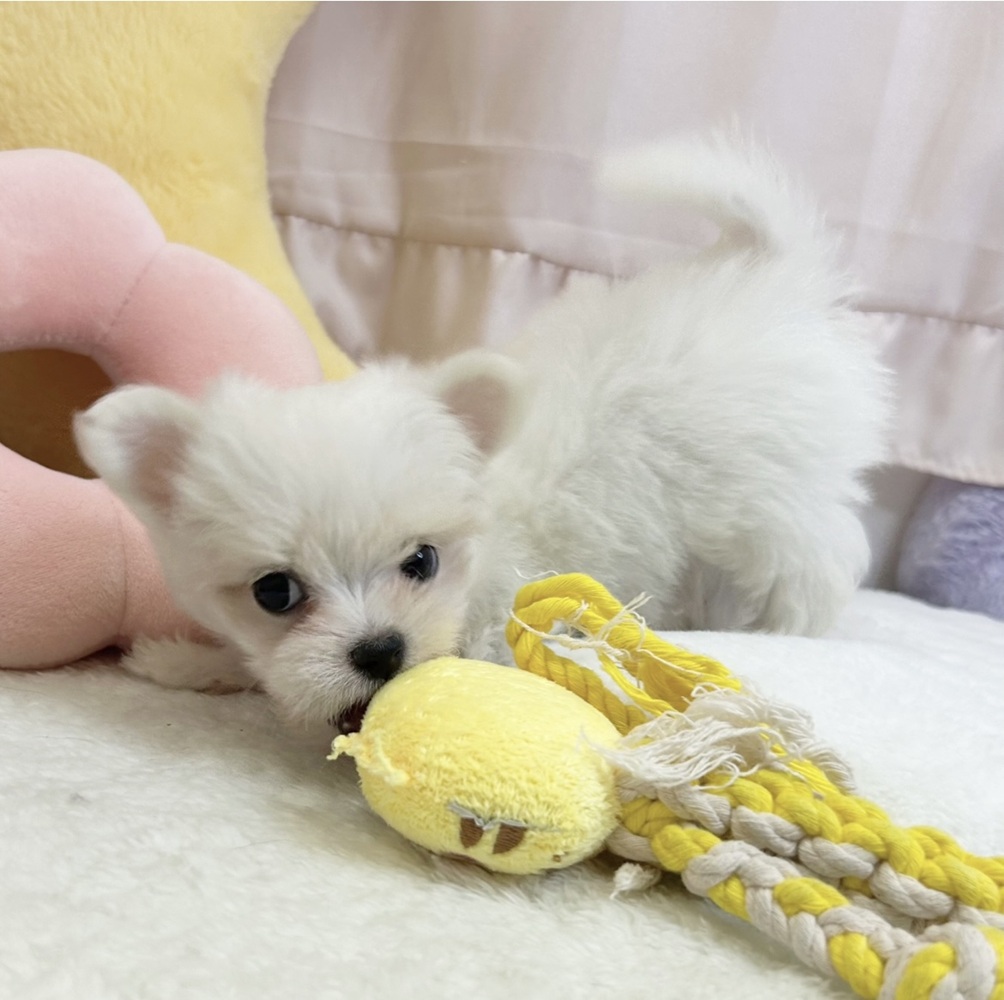 静岡県のチワマル/マルチワ(チワワ×マルチーズ) (犬の家＆猫の里マークイズ静岡店/2026年5月19日生まれ/男の子/ホワイト)の子犬の4枚目の画像