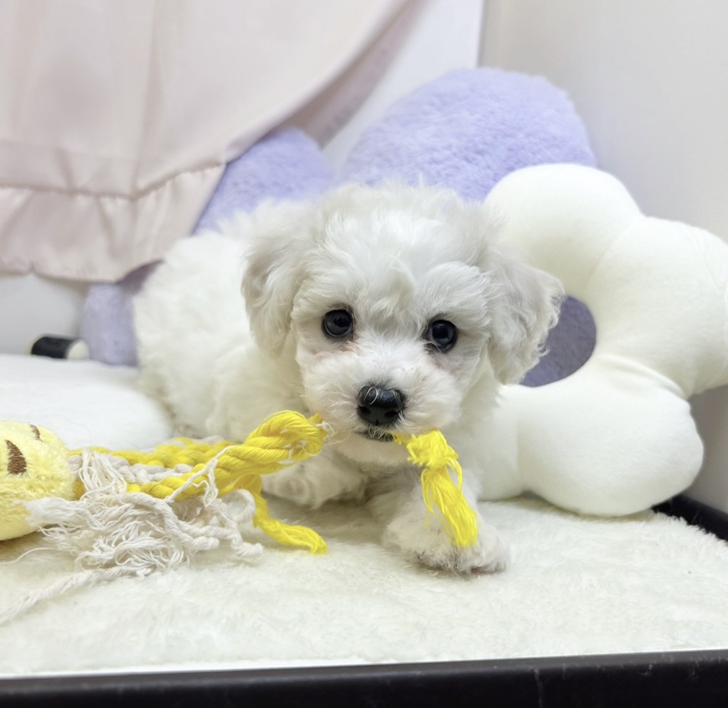 静岡県のビションフリーゼ (犬の家＆猫の里マークイズ静岡店/2026年5月19日生まれ/女の子/ホワイト)の子犬の4枚目の画像