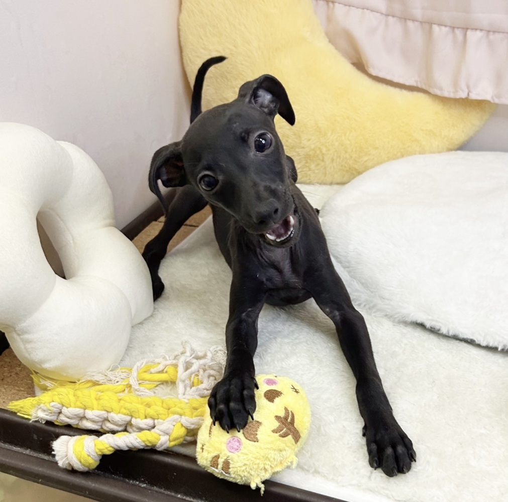 静岡県のイタリアングレーハウンド (犬の家＆猫の里マークイズ静岡店/2026年5月17日生まれ/女の子/ブラック)の子犬の1枚目の画像