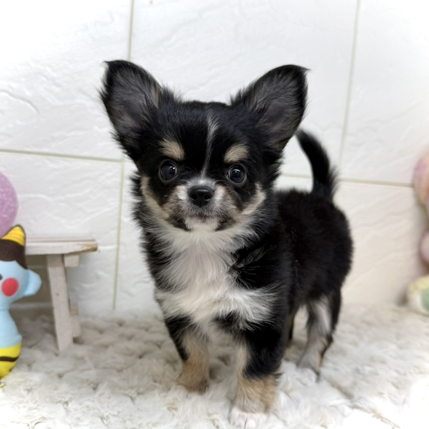 兵庫県のチワワ(ロング) (犬の家＆猫の里ゆめタウン姫路店/2025年11月30日生まれ/女の子/ブラックタンホワイト)の子犬の4枚目の画像