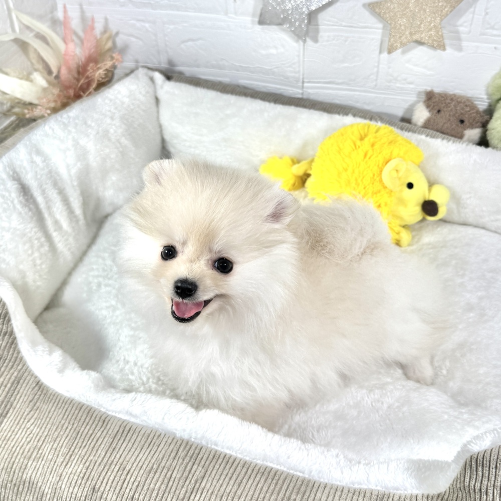 兵庫県のポメラニアン (犬の家＆猫の里ニッケパークタウン加古川店/2025年12月5日生まれ/女の子/クリーム)の子犬の4枚目の画像