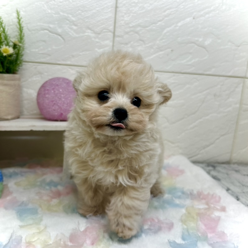 兵庫県のチワプー/プーチー(チワワ×プードル) (犬の家＆猫の里ゆめタウン姫路店/2025年9月13日生まれ/女の子/クリーム)の子犬の4枚目の画像