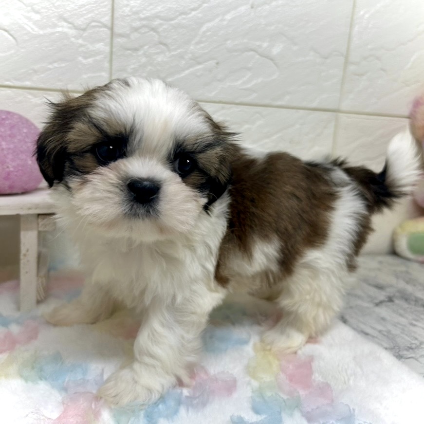 兵庫県のシーズー (犬の家＆猫の里ゆめタウン姫路店/2025年9月16日生まれ/男の子/ゴールドホワイト)の子犬の4枚目の画像