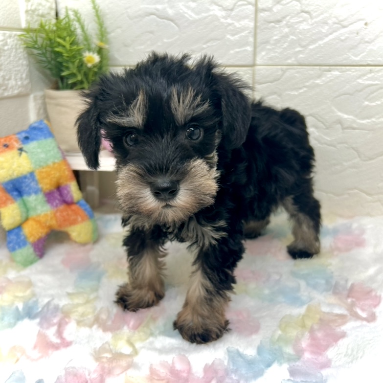 兵庫県のミニチュアシュナウザー (犬の家＆猫の里ゆめタウン姫路店/2025年9月20日生まれ/男の子/ブラックシルバー)の子犬の1枚目の画像